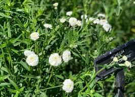 Attēlu rezultāti vaicājumam “Achillea ptarmica flower”