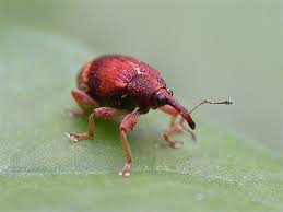 Attēlu rezultāti vaicājumam “Anthonomus phyllocola”