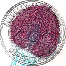 Attēlu rezultāti vaicājumam “Pellia epiphylla sporophyte”