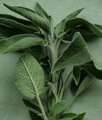 Image result for Salvia officinalis