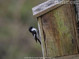 Attēlu rezultāti vaicājumam “Ficedula hypoleuca male”