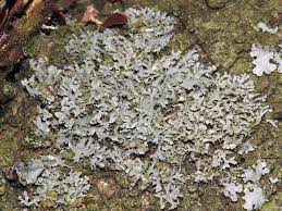 Attēlu rezultāti vaicājumam “Physcia adscendens”