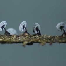 Attēlu rezultāti vaicājumam “Didymium clavus”