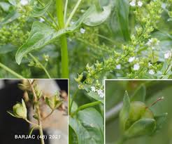 Attēlu rezultāti vaicājumam “Veronica anagallis-aquatica fruit”