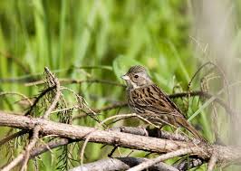 Image result for Emberiza spodocephala