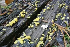 Attēlu rezultāti vaicājumam “Hymenoscyphus imberbis”