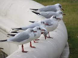 Image result for Chroicocephalus ridibundus