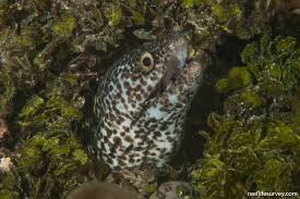 Image result for Gymnothorax moringa