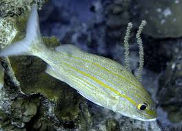 Image result for Haemulon aurolineatum