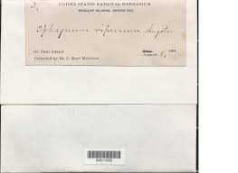 Attēlu rezultāti vaicājumam “Sphagnum riparium”