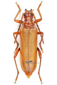 Attēlu rezultāti vaicājumam “Rhamnusium bicolor”