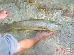 Image result for Salmo marmoratus