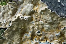 Attēlu rezultāti vaicājumam “Stereum rugosum”