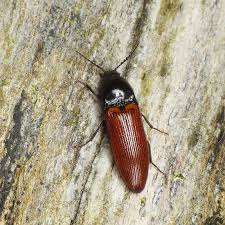 Attēlu rezultāti vaicājumam “Ampedus pomorum”