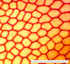 Attēlu rezultāti vaicājumam “Scapania undulata”