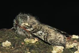 Attēlu rezultāti vaicājumam “Achlya flavicornis”