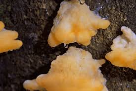 Attēlu rezultāti vaicājumam “Climacocystis borealis”