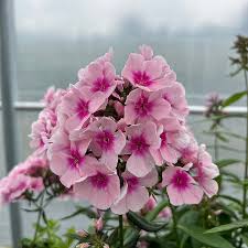 Image result for Phlox paniculata `Bright Eyes`