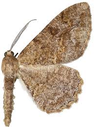 Attēlu rezultāti vaicājumam “Alcis repandata”