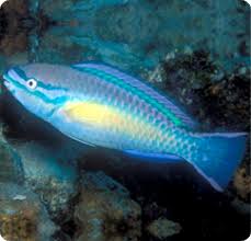 Image result for Scarus taeniopterus