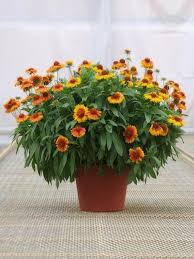 Image result for Gaillardia pulchella