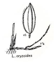 Attēlu rezultāti vaicājumam “Leersia oryzoides”