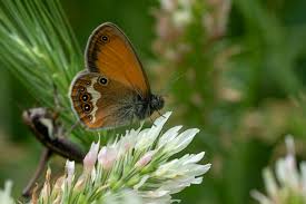 Attēlu rezultāti vaicājumam “Coenonympha arcania underside”