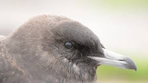 Attēlu rezultāti vaicājumam “Corvus cornix juvenile”