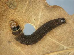 Attēlu rezultāti vaicājumam “Olethreutes arcuella”