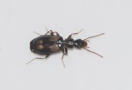 Attēlu rezultāti vaicājumam “Calodromius spilotus”