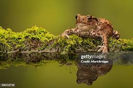 Attēlu rezultāti vaicājumam “Bufo bufo”