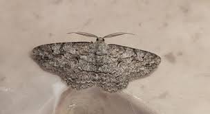 Attēlu rezultāti vaicājumam “Archips podana male”