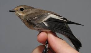 Attēlu rezultāti vaicājumam “Ficedula hypoleuca female”