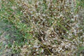 Attēlu rezultāti vaicājumam “Cuscuta epithymum subsp. trifolii flower”
