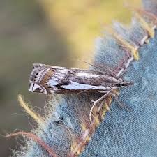 Attēlu rezultāti vaicājumam “Crambus heringiellus”