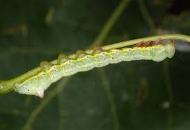 Attēlu rezultāti vaicājumam “Pheosia tremula”