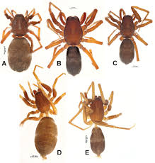 Attēlu rezultāti vaicājumam “Aranei”