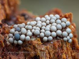 Attēlu rezultāti vaicājumam “Craterium minutum young”