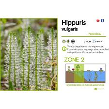 Attēlu rezultāti vaicājumam “Hippuris vulgaris”