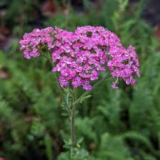 Attēlu rezultāti vaicājumam “Achillea millefolium flower”