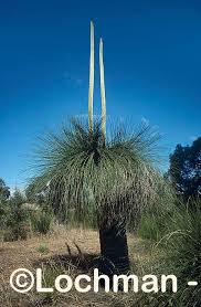 Attēlu rezultāti vaicājumam “Xanthorrhoeaceae”