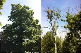Attēlu rezultāti vaicājumam “Hymenoscyphus sp.”