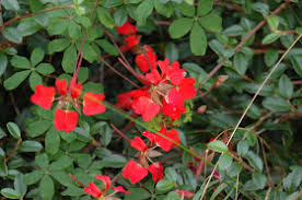 Image result for Ildblomkarse