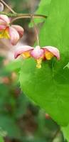 Attēlu rezultāti vaicājumam “Epimedium alpinum”