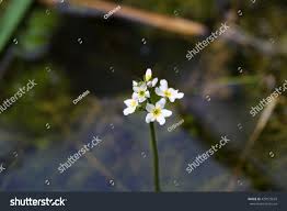 Attēlu rezultāti vaicājumam “Hottonia palustris”