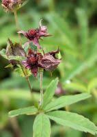 Attēlu rezultāti vaicājumam “Comarum palustre fruit”