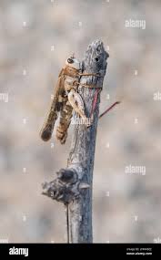 Attēlu rezultāti vaicājumam “Entomophaga grylli”