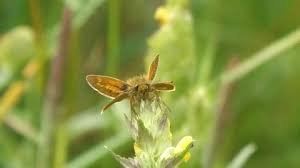 Attēlu rezultāti vaicājumam “Ochlodes sylvanus male”