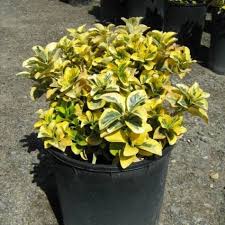 Attēlu rezultāti vaicājumam “Euonymus”