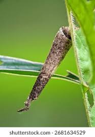 Attēlu rezultāti vaicājumam “Psychidae”